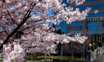 Image of cherry blossom trees in bloom in front of Renton City Hall